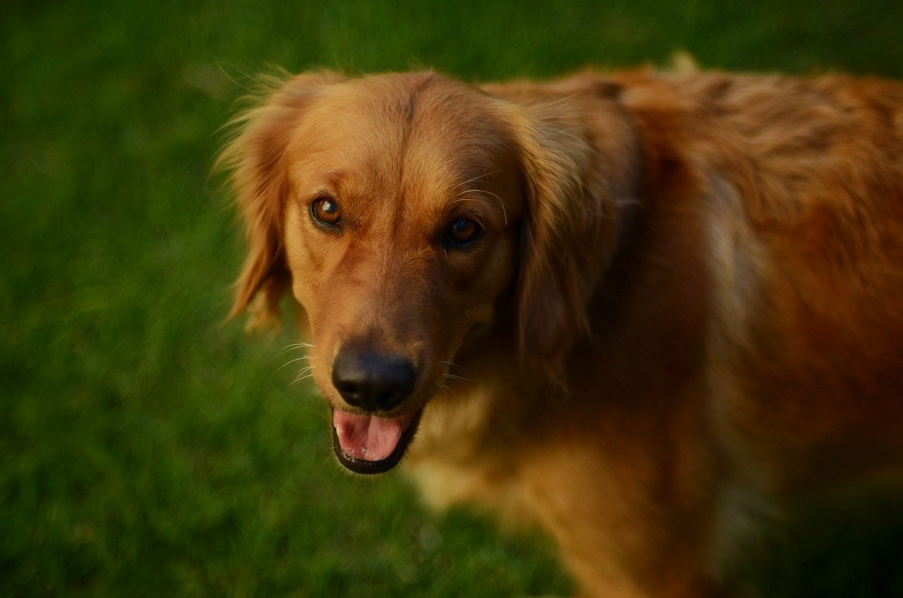 How to Choose Pet-Friendly Restaurants While Traveling